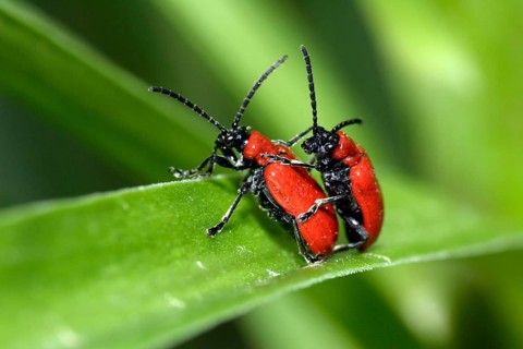 Lily chicken, pair, copulating (Liloceris lilii), Germany, Europe