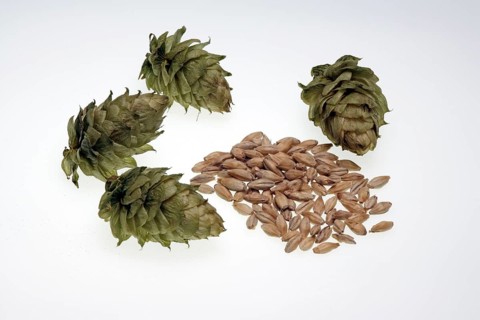 Hop (Humulus lupulus) flowers and barleys (Hordeum vulgare)
