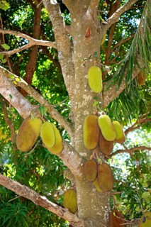 Jackfruit tree (Artocarpus heterophyllus), Nosy Komba, Madagascar, Africa