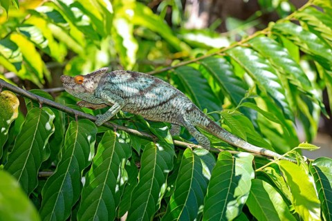 Parson's Chameleon (Calumma parsonii), male, Madagascar, Africa