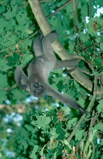 Gray Woolly Monkey (Lagothrix lagothricha cana)