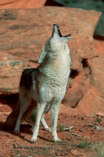 Coyote (Canis latrans), Utah, USA, North America