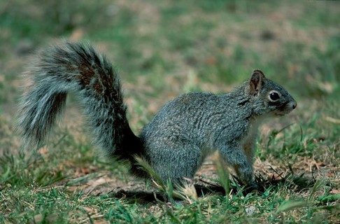 Arizona Grey Squirrel (Sciurus arizonensis), Sonora Desert, Arizona, USA, side, North America