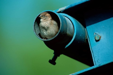 House sparrow (Passer domesticus), female, Germany, Europe