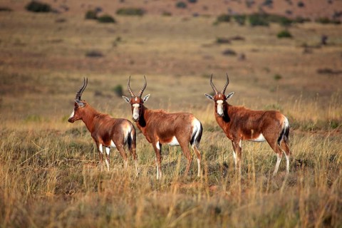 Bonteboks (Damaliscus dorcas dorcas), male, Mountain Zebra National Park, bontebok