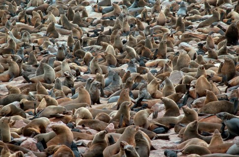 South African fur seal (Arctocephalus pusillus) colony, Cape Cross, pygmy fur seal, cape fur seal,