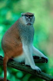 Great Spectacled Monkey, white nose hussar monkey (Erythrocebus patas pyrrhonotus)