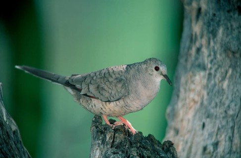 Sonora Desert, Arizona, USA, inca dove (Scardafella inca) USA, North America
