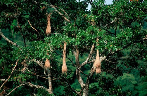Crested Oropendola (Psarocolius decumanus) colony, Asa Wright nature centre, Trinidad,