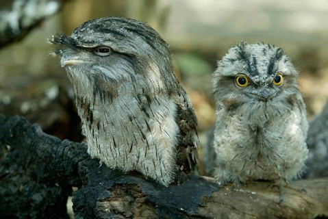 Tawny Frogmouth (Podargus strigoides) with young, Australia, Eulenschwalm mit Jungvogel, Australien