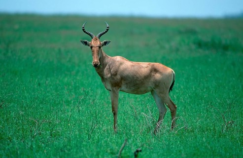 Hartebeest (Alcelaphus buselaphus), Serengeti National park, Tanzania, side, Africa