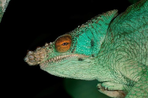 Parson's Chameleon, female, Madagascar (Chamaleo parsonii), side
