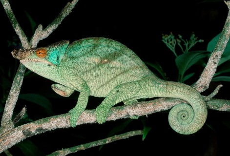 Parson's Chameleon, male, Madagascar (Chamaleo parsonii), side