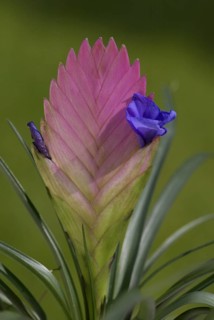 Bromeliad (Tillandsia cyanea)