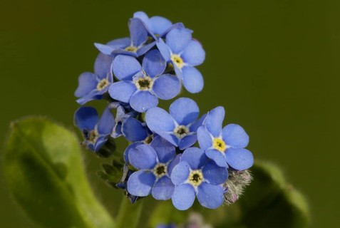 Forest forget-me-not (Myosotis sylvatica), Germany, Europe