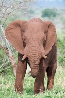 African bush elephant (Loxodonta africana) covered with red soil walking in the savannah, Kwazulu