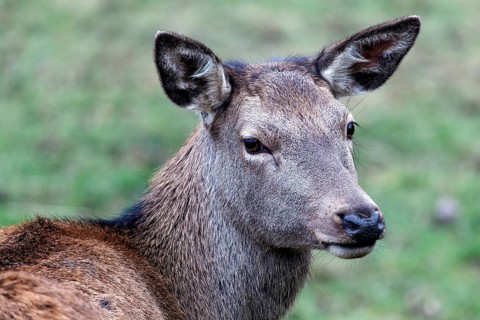 Red deer (Cervus elaphus), captive, Bad Mergentheim Wildlife Park, Baden-Württemberg, Germany,