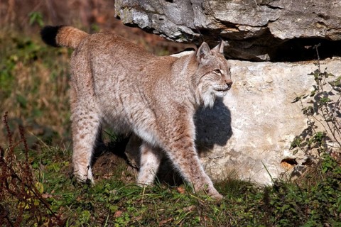 Lynx, captive, Bad Mergentheim Wildlife Park, Baden-Württemberg, Germany, Europe