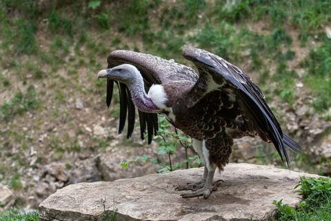 Griffon vulture (Gyps fulvus), captive, Bad Mergentheim Wildlife Park, Baden-Württemberg, Germany,