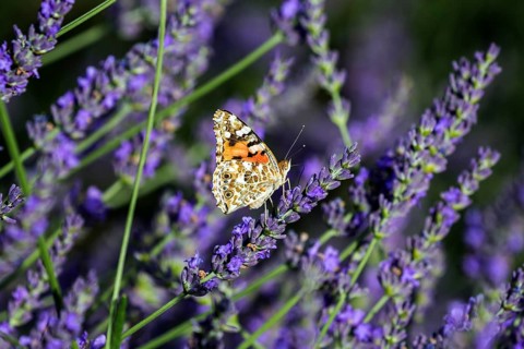 Painted lady (Vanessa cardui) on lavender flower, Provence, France, Europe