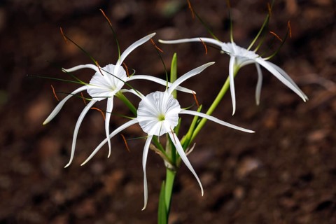 Hymenocallis, also known as the beautiful lily, Madeira, Portugal, Europe