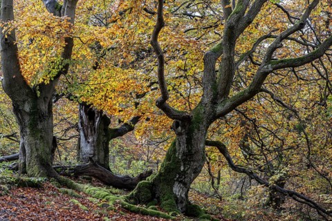 Old copper beeches (Fagus sylvatica) in the Hutewald Halloh, Hesse, Lower Saxony