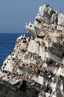 Puffins, Razorbills and Kittiwakes nest in cliff at seabird colony
