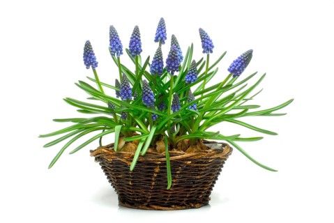 Grape Hyacinth (Muscari)