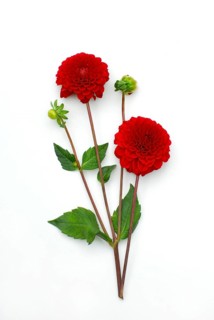 Dahlia (Dahlia hybrida)