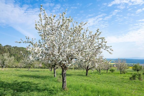 Orchard meadow, apple trees (Malus domestica), cultivated apple, flowering, UNESCO Biosphere