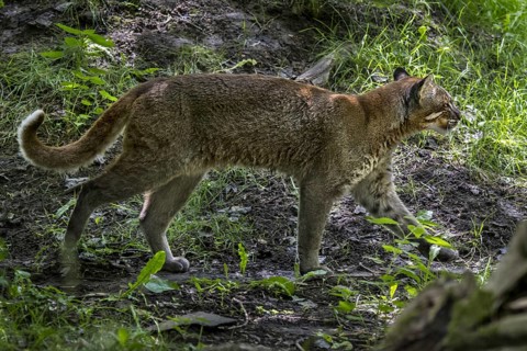 Asian golden cat, Temminck's cat, Asiatic golden cat (Catopuma temminckii) foraging in forest,