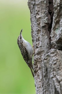 Short-toed treecreeper (Certhia brachydactyla) foraging for invertebrates on bark of tree trunk in