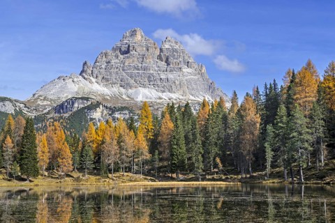 Mountain Drei Zinnen and larch trees in autumn colours around Lake Lago d'Antorno in the Tre Cime