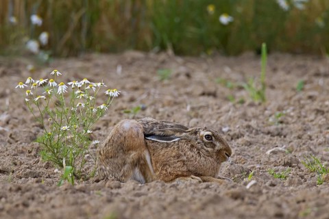 European Brown Hare (Lepus europaeus) lying hidden and camouflaged in ploughed field with ears flat