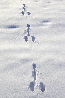 European hare (Lepus europaeus) footprints in the snow in winter, Germany, Europe
