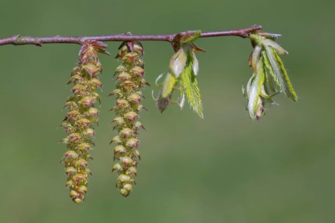 European hornbeam (Carpinus betulus), common hornbeam twig with freshly emerged leaves and male