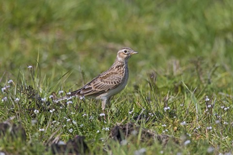 Eurasian skylark (Alauda arvensis) foraging in field, meadow in spring