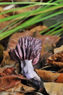 Amethyst deceiver (Laccaria amethystea) fungus amongst autumn leaves on the forest floor