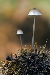 Milk bonnet fungus, milking bonnet (Mycena galopus), milk-drop mycena on husk