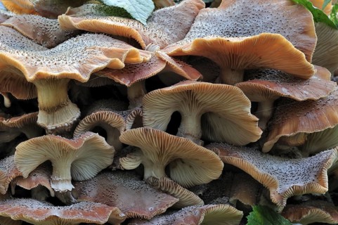 Dark honey fungus (Armillaria solidipes) (Armillaria ostoyae) growing in cluster on tree trunk in