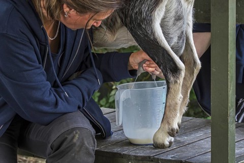 Farmer hand milking goat by massaging and pulling down on the teats of the udder, squirting the