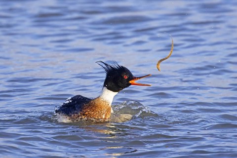 Red-breasted merganser (Mergus serrator) male swimming in sea and catching rock gunnel (Pholis