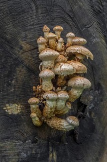 Wood-rotting scalycap, destructive pholiota, poplar pholiota (Pholiota populnea) (Hemipholiota