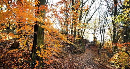 Autumn atmosphere, forest, Iserlohn, Germany, Europe