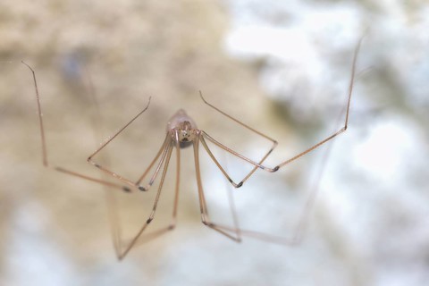 Long-legged cellar spider (Pholcus phalangioides), sitting in the cellar of a residential building,