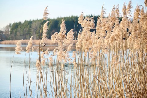 Common reed (Phragmites australis) at the edge of a lake in winter, Upper Palatinate, Bavaria,