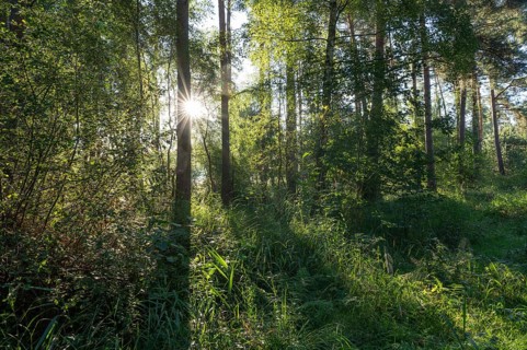 Mixed forest, Sonnenstern, Barnbruch Forest nature reserve, Lower Saxony, Germany, Europe