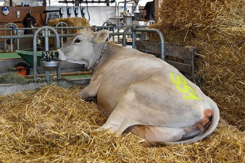 Brown Swiss dairy cow without horns