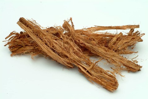 Incha, queen sago, is a species of palm fern, sago palm fern, Cycas cireinnalis, medicinal plant,