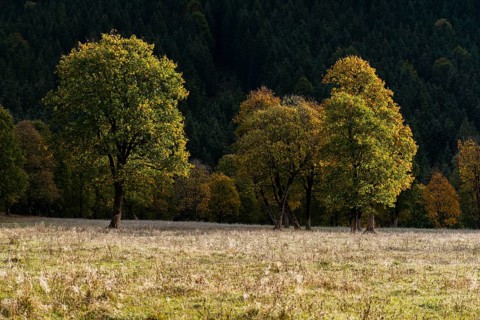Engtal valley, large maple in the morning dew, sycamore maple (Acer pseudoplatanus) in glorious